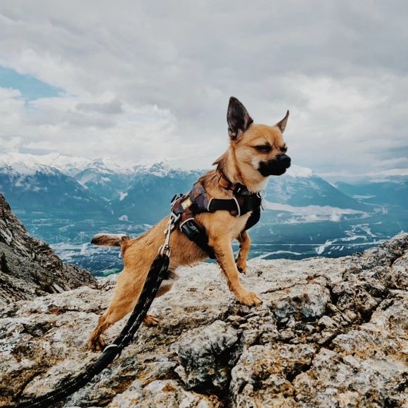 Meet your Posher, Clay - Picture 1 of 2